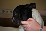 NETTOYAGE PLIS - BOULEDOGUE FRANCAIS 006